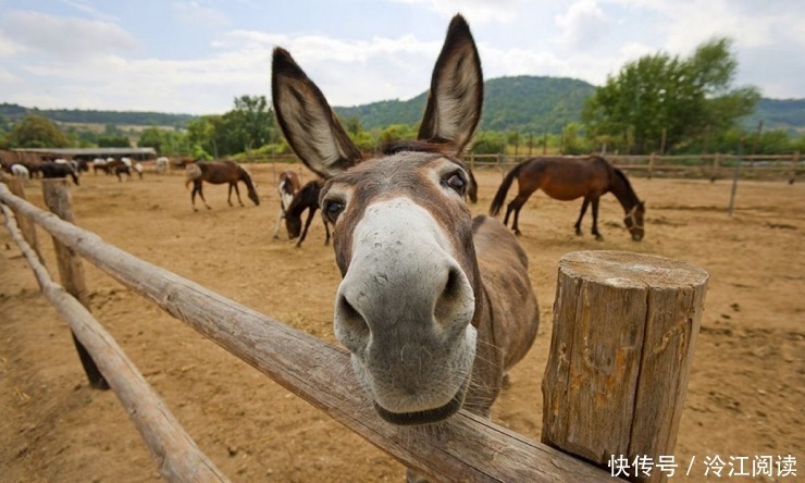 怀才不遇|好听驴鸣的王粲，因其貌不扬错失机会怀才不遇，还是大器晚成