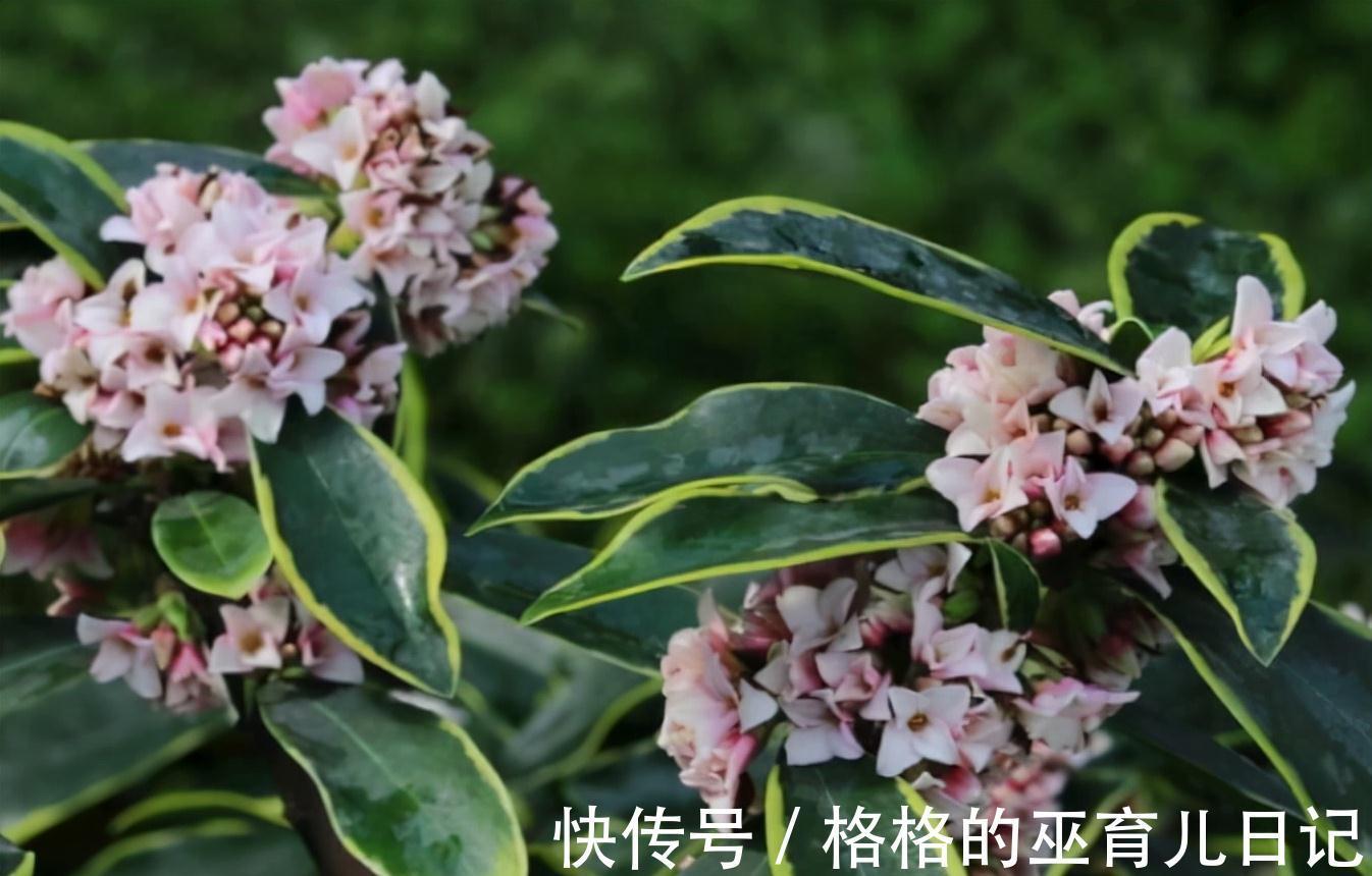 入冬瑞香做好“2足1勤”,不仅开花多,而且香味更足