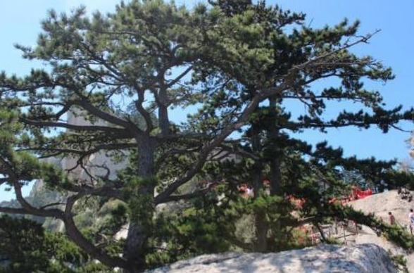 风湿骨痛|一种树的叶子,流出的汁液是“关节痛灵药”,治风湿骨痛,你懂吗