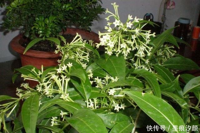 春天买花8种“疾病花”别买回家,客厅卧室“不能养”,别忽视!