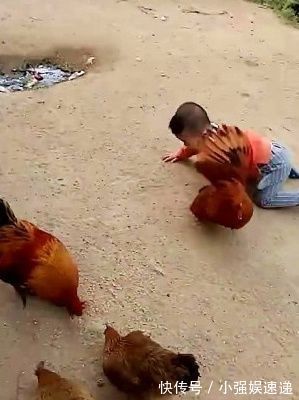 手机|手机控宝宝到农村一个月大变样,只是奶奶家的鸡倒霉了