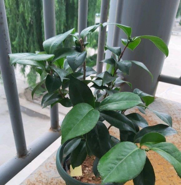 茶花|夏天养茶花，3件“要紧事”，花芽才接着长，憋出“一树”花骨朵