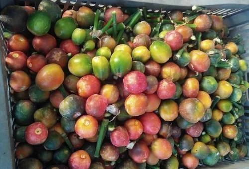 果子|张大爷花100买了1筐“果子”,拿回家埋盆里,养出上千棵君子