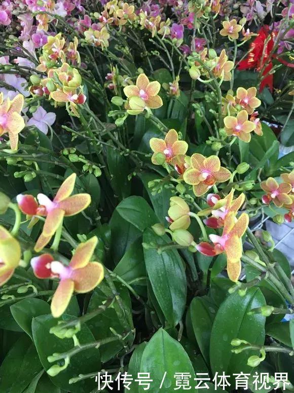 垃圾桶里一堆“贵货”花,丢人也要捡,带回家就开花