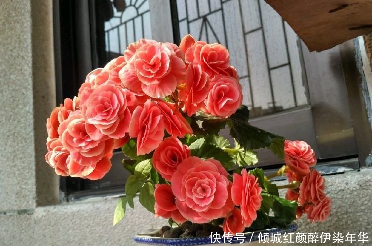 喜欢养玫瑰,不如养“高档品种”艾帕索玫瑰,花色橙黄,高端大气