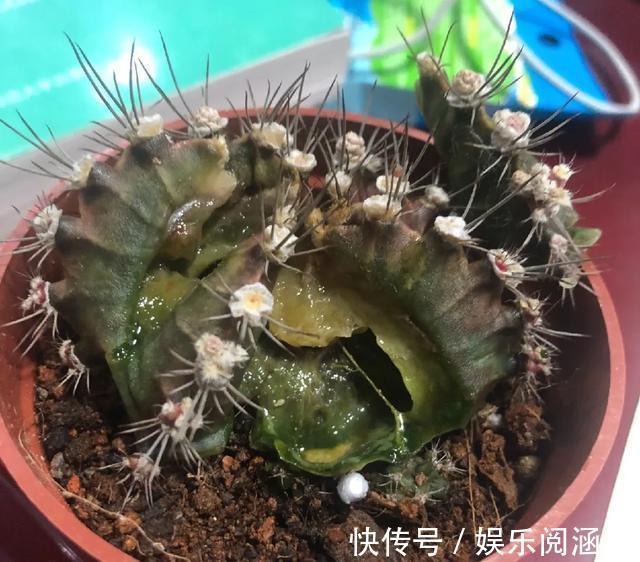 10种不能淋雨的花,淋完雨就死,盆栽养花注意事项