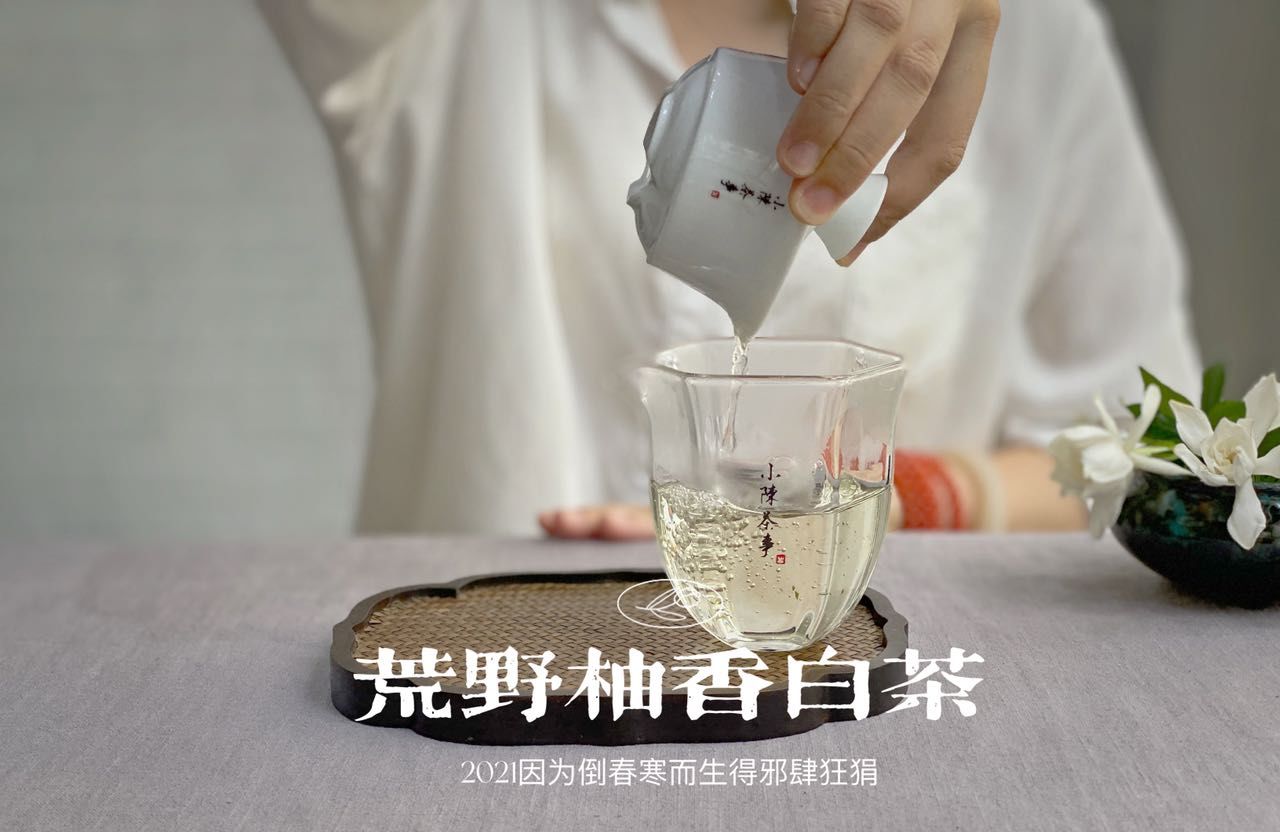 白茶泡着喝和煮着喝，究竟哪一个更香？听村姑陈说完，有收获