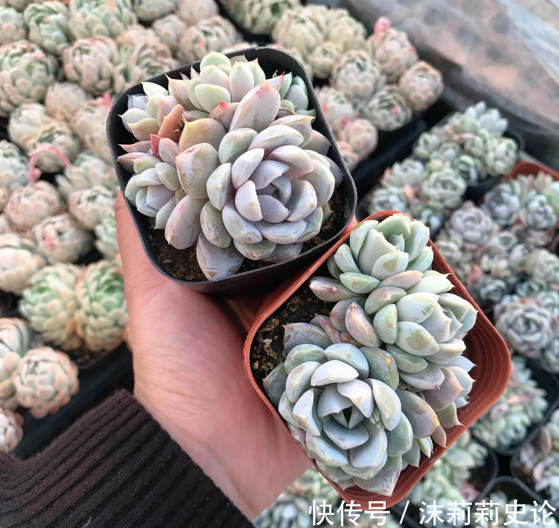 昔日的多肉王，如今已经烂大街，人见人讨厌