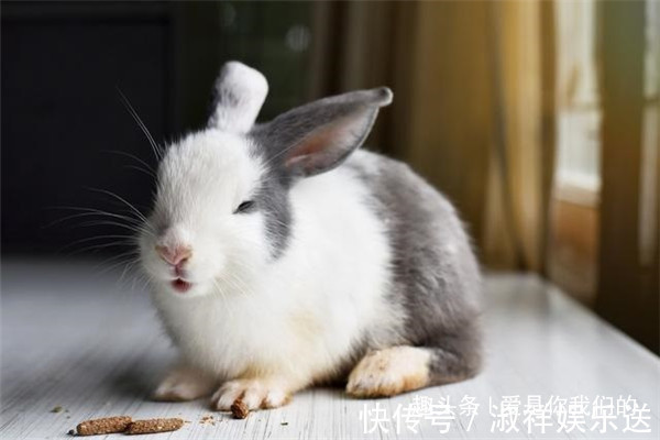 生肖兔|属兔人的后半辈子尤其是75年45岁的，非常准！