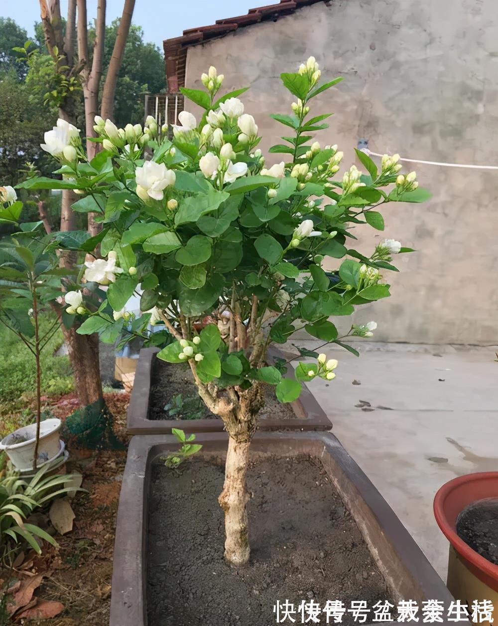 枝条|老花匠养的茉莉花，夏天做对5件事，年年开满枝，叶绿香味浓
