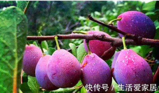 冬病夏治|秋季养生不能少的食物,促进身体代谢,美容抗衰,气色更好