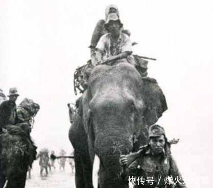 冷兵器|被猪瘟“打垮”的日本军队二战中这位将军竟命令部下吃草！