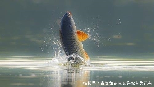 但凡看见鱼在水面频繁跳跃,就赶紧收竿,因为用什么招都不好使