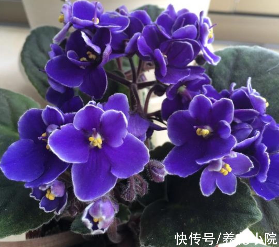 半阴花|喜欢养花家里光照少，可选7种喜半阴花，漂亮还好养