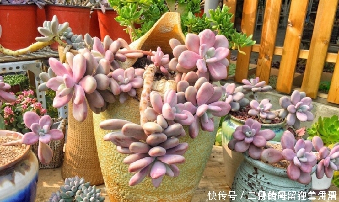 白牡丹|盘点多肉界最经典的几个品种，99%的肉友都养过