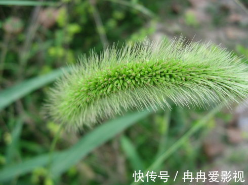 花友们|十二生肖，各有各的“幸运花”，爱花人别养错了