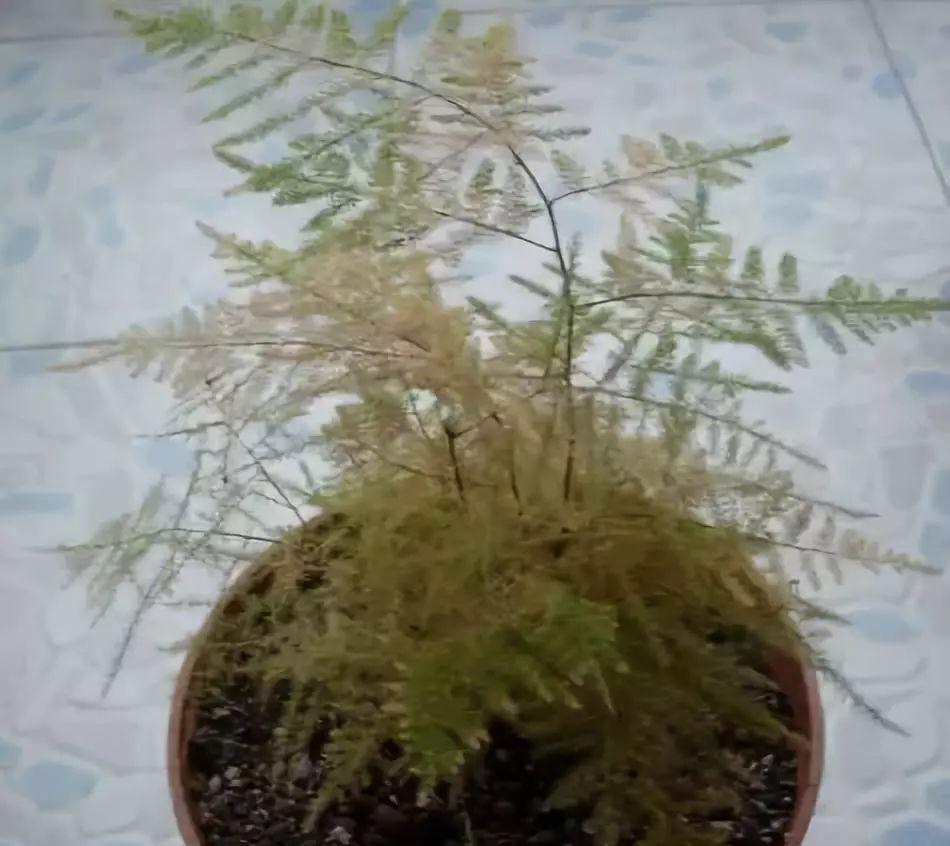 入冬后,这些花别折腾,越折腾越死