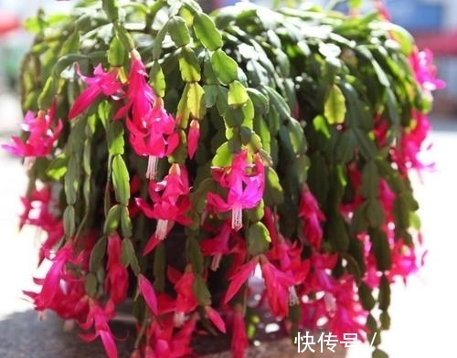 蟹爪兰|蟹爪兰长花苞了要怎么养?必备三点养护方法,开花不断