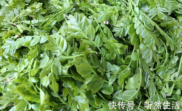 鱼腥草|66种野菜大图片，带你见识不同的野菜和吃法，你想要的野菜这里有