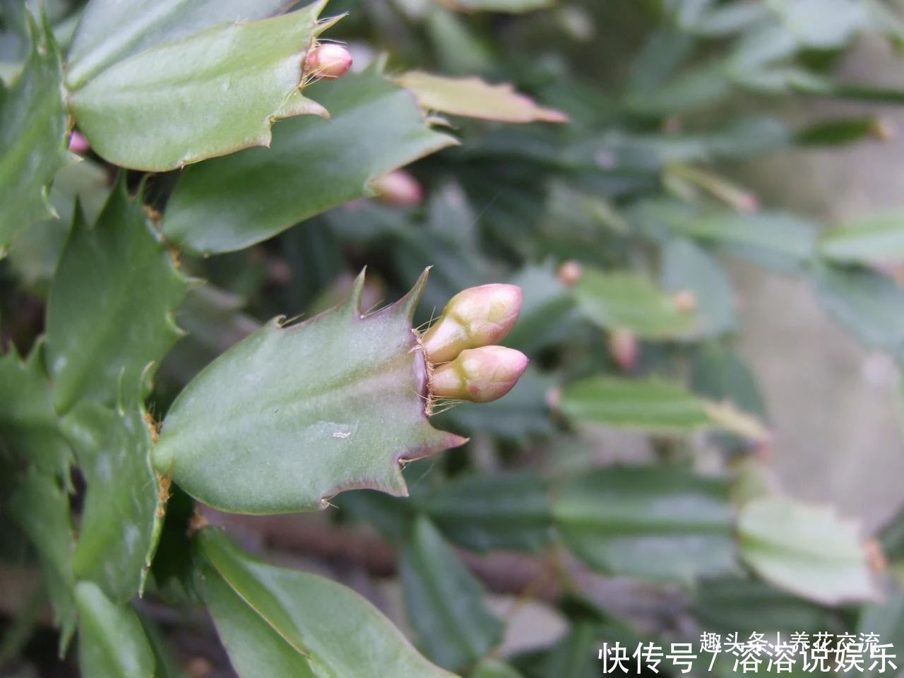 花盆|养盆栽蟹爪兰掌握10点就足够，看完就知道为啥叶子干瘪、不开花