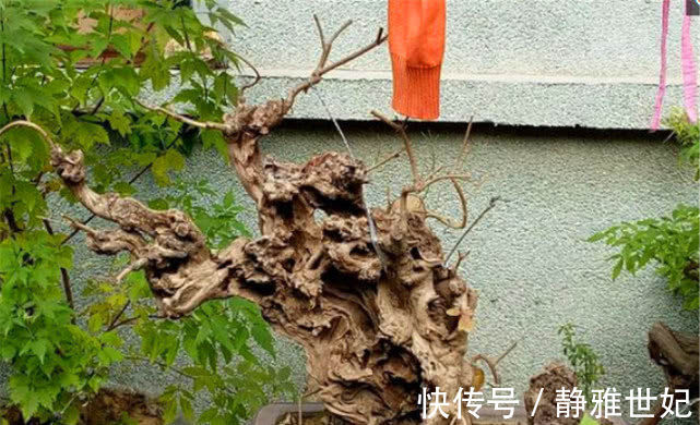 老农当柴烧的田埂“黄荆桩”,游客花50元买下,做成盆景真美