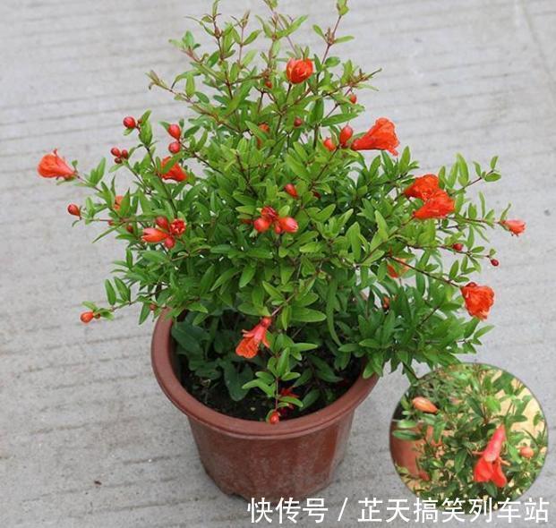 光照|诗里的“榴花似火燃”,原来,居家盆栽,开花比扶桑还漂亮