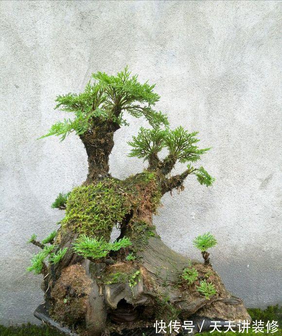 适应能力|此种打不死的野草南北通杀,做成盆景不仅造型怪异,还能美容