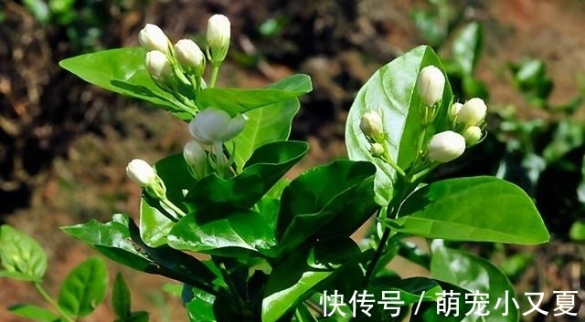 花市|花市上的茉莉“满头花苞”,花香浓,原来是“这样”养出来的