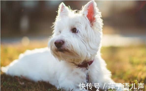 狗年|揭秘生肖狗属相婚配与晚年命数，一定要花几分钟好好看看，真的准