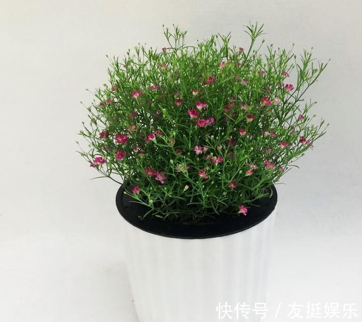 牡丹花|快扔掉家中发财树,真正好看还能净化空气的是这几种,高级又漂亮