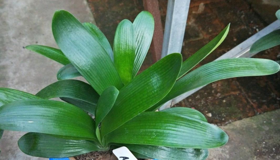 网格|君子兰夏季休眠,1个月灌一瓶它,不施肥,网格叶就越来越油绿