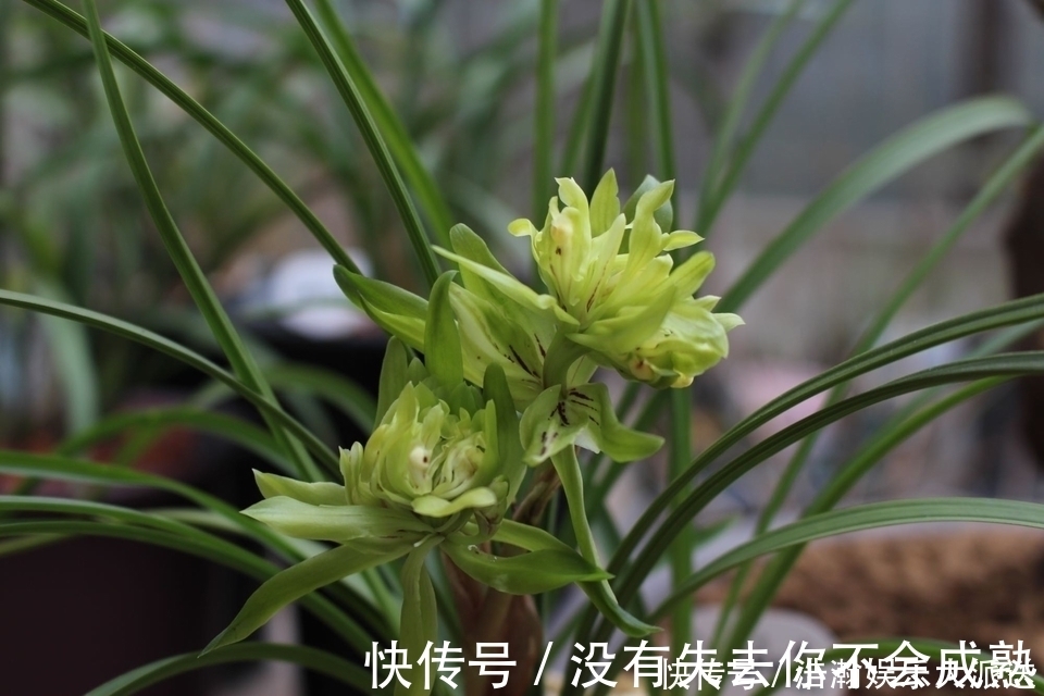 养护|兰花植株根系腐烂而没有根了还能长出来吗兰花新苗上盆焦尖咋办