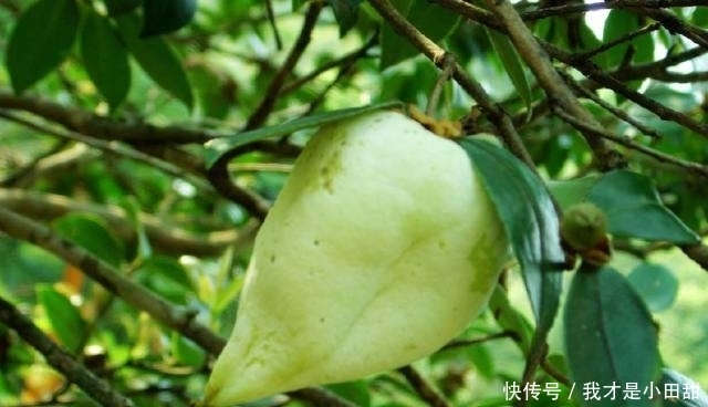 農(nóng)村|農(nóng)村里的這種野菜具有清熱解毒、瀉火平肝的功效，你都吃過嗎？