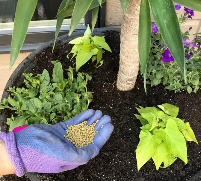  情况下|养花的时候不要乱换盆，不然植物很快挂掉，更别想让它们开花了