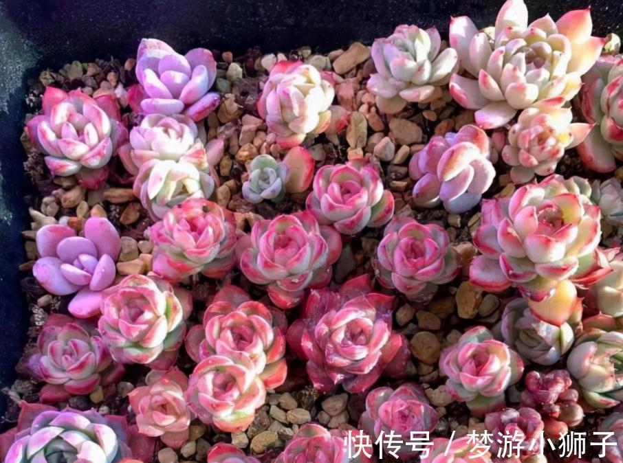 天气忽冷忽热,该怎么养殖多肉?露天还是室内盆栽好?