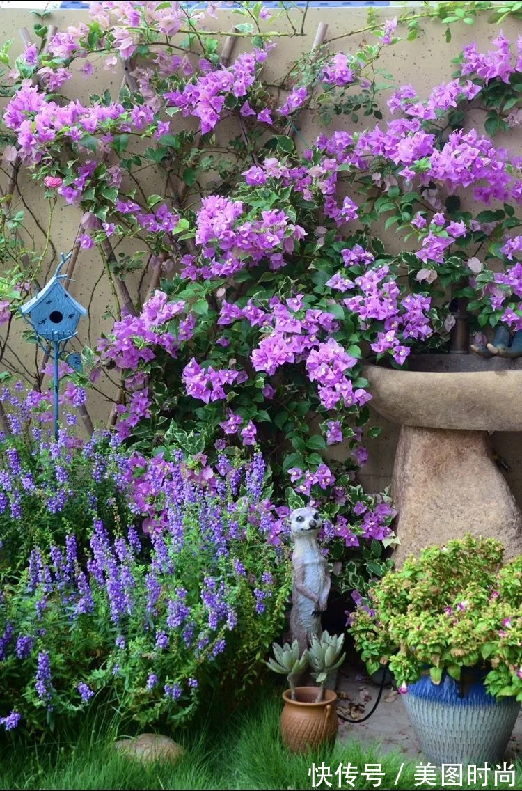 三角梅|120㎡别墅花园改造,经过三年的努力,小院从荒地到花开满园