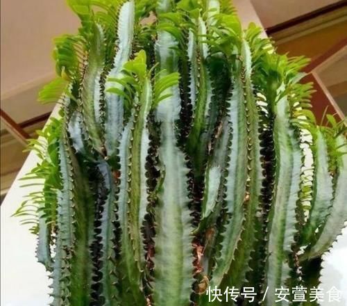 养龙骨花,掌握这几个技巧,植株长得又粗又高,极具观赏价值