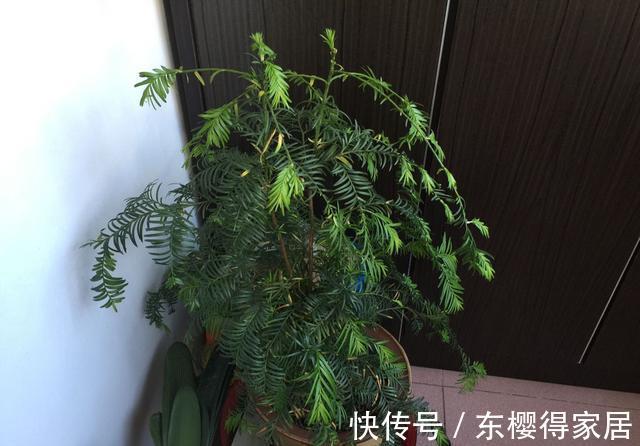 授粉|红豆杉只开花不结果，只要找准原因及时解决，满树结满红果果