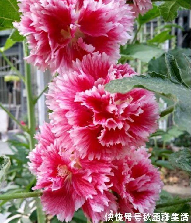 4种花是花中劳模,一年四季开花不断,美的不像话