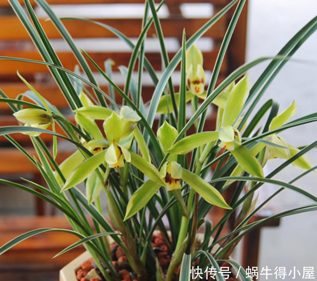 微酸|想让兰花早发芽,这“三位置”留点水,催出一圈苞,绽放层叠群兰