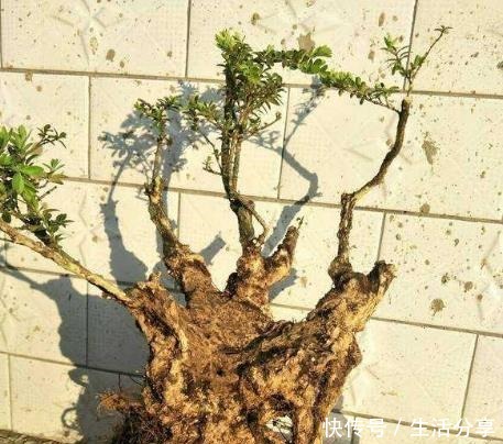 黄杨|云贵大山的“黄杨市场”,是“原则”与艺术的碰撞,你站谁呢!