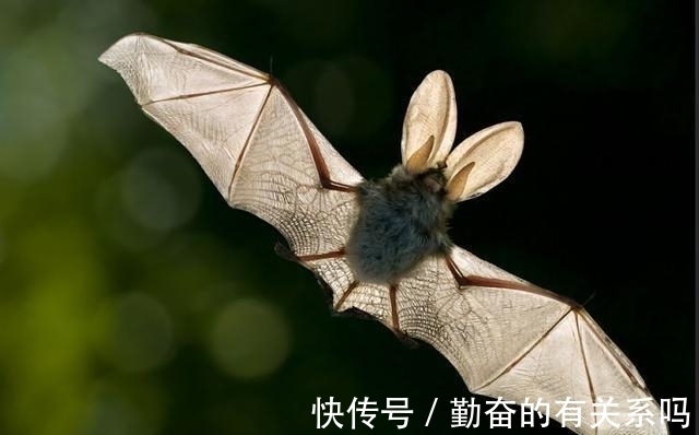 陈子真|《本草纲目》上人吃蝙蝠?能吃吗,李时珍来告诉你!