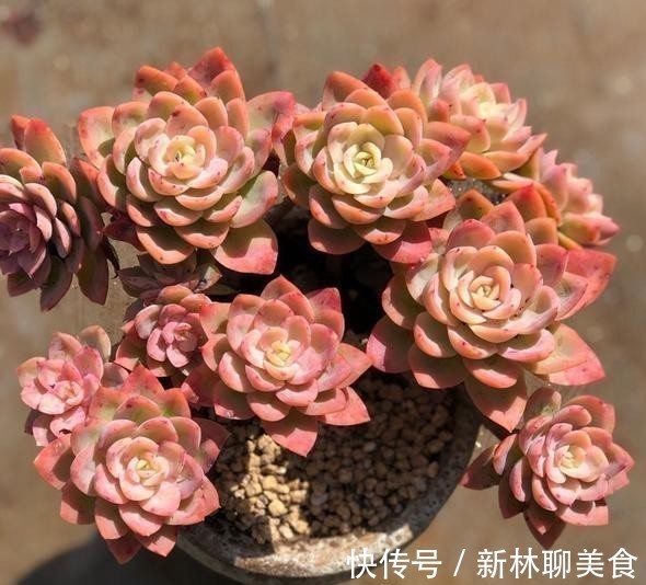 叶片|这颗丝绸面纱的叶片，不但通透，且有蜡质感，养护中5点做好