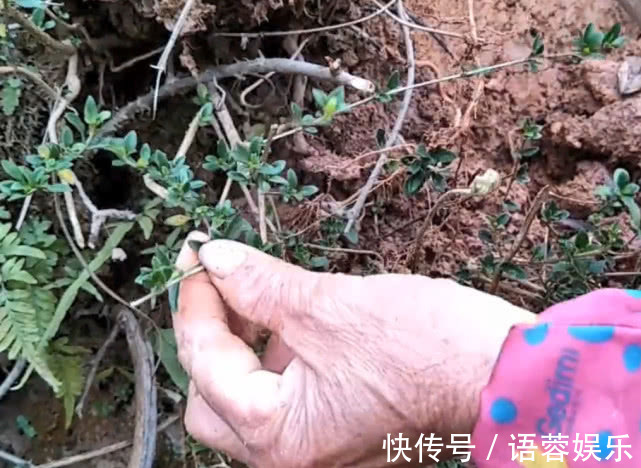 猪肉|乡下山坡下一种草根，用来炖猪肉专治牙痛，效果比吃药还好