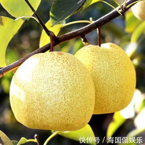 葡萄|可缓解肺部不适的食物 葡萄润肺通燥补肺气