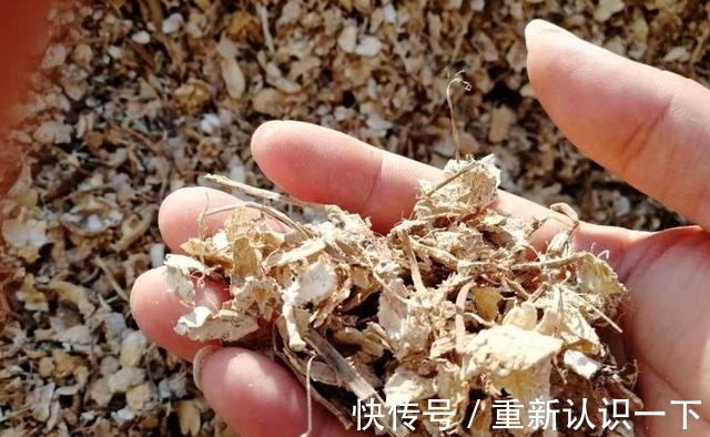花生壳|秋季给兰花“喂点花生壳”,闷熟发酵,营养高,兰花开花爆满盆