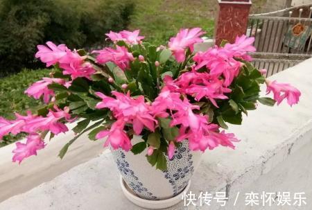 技巧|秋季如何养蟹爪兰,冬日才能花繁叶茂抓住3小技巧就够了