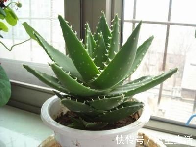 这几种花卉养家里吸毒气,轻松好心情,让你健康长寿