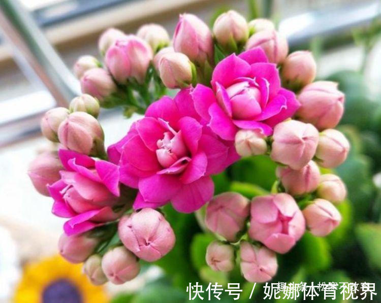 几种花,开花漂亮又好养,越旺开花越多,花开满盆