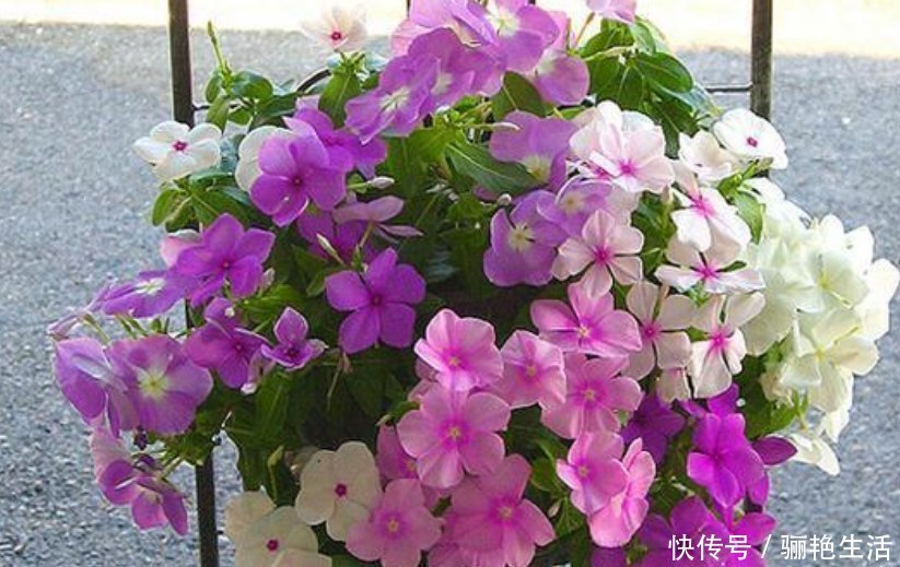 光照|超爱开花的5种花,一年四季开花不断,好养又漂亮,养100盆也不多